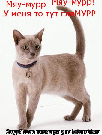 Мяу-мурр Мяу-мурр! У меня то тут гляМУРР... Котоматрица: Мяу-мурр Мяу-мурр! У меня то тут гляМУРР