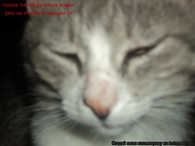 после пятой бутылки водки уже не хочется селедки !!!... Котоматрица: после пятой бутылки водки уже не хочется селедки !!!