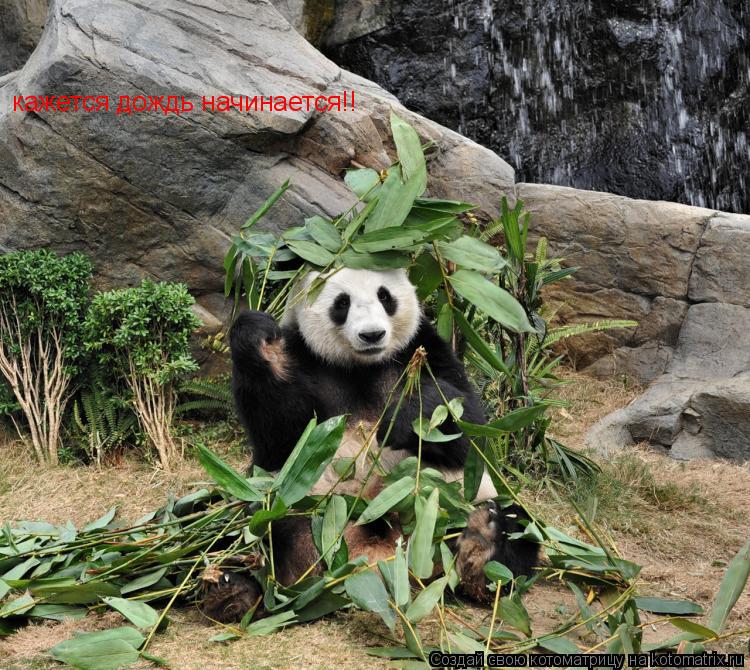 кажется дождь начинается!!... Котоматрица: кажется дождь начинается!!