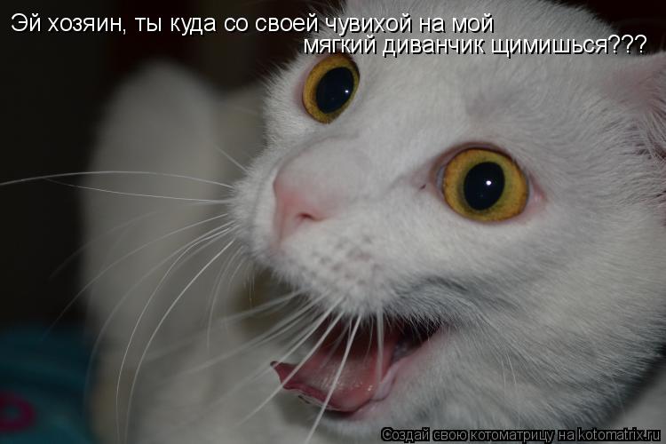 Эй хозяин, ты куда со своей чувихой на мой мягкий диванчик щимишься???... Котоматрица: Эй хозяин, ты куда со своей чувихой на мой мягкий диванчик щимишься???