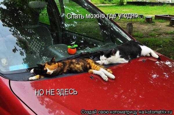 Спать можно где угодно... НО НЕ ЗДЕСЬ... Котоматрица: Спать можно где угодно... НО НЕ ЗДЕСЬ