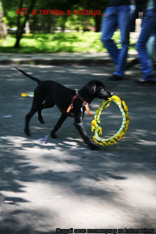 АП, а теперь в кольцо,,,.... Котоматрица: АП, а теперь в кольцо,,,.