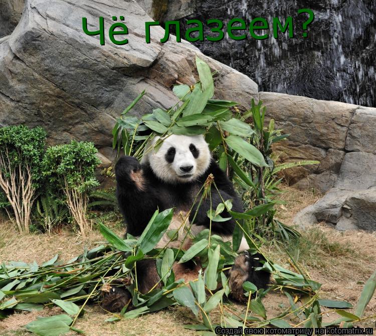 Чё глазеем?... Котоматрица: Чё глазеем?