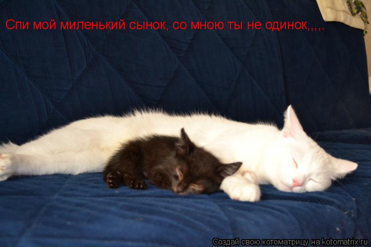 Спи мой миленький сынок, со мною ты не одинок,,,,.... Котоматрица: Спи мой миленький сынок, со мною ты не одинок,,,,.