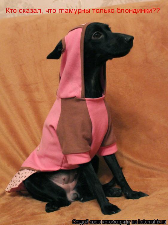 Котоматрица: Кто сказал, что гламурны только блондинки??