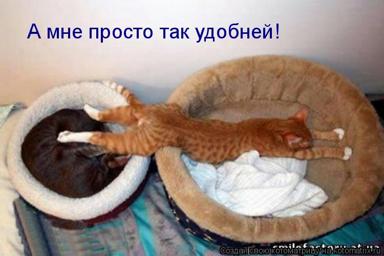 Котоматрица: А мне просто так удобней!