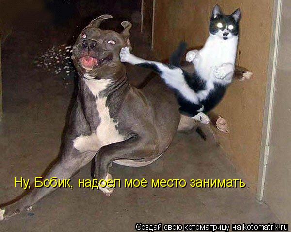 Котоматрица: Ну, Бобик, надоел моё место занимать