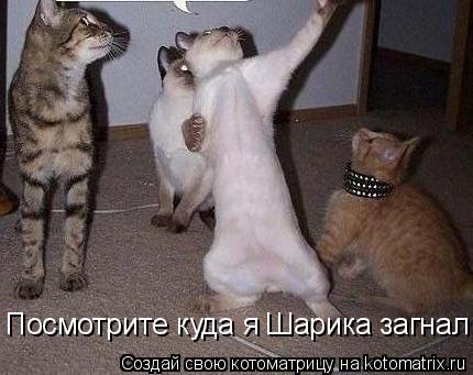 Котоматрица: Посмотрите куда я Шарика загнал