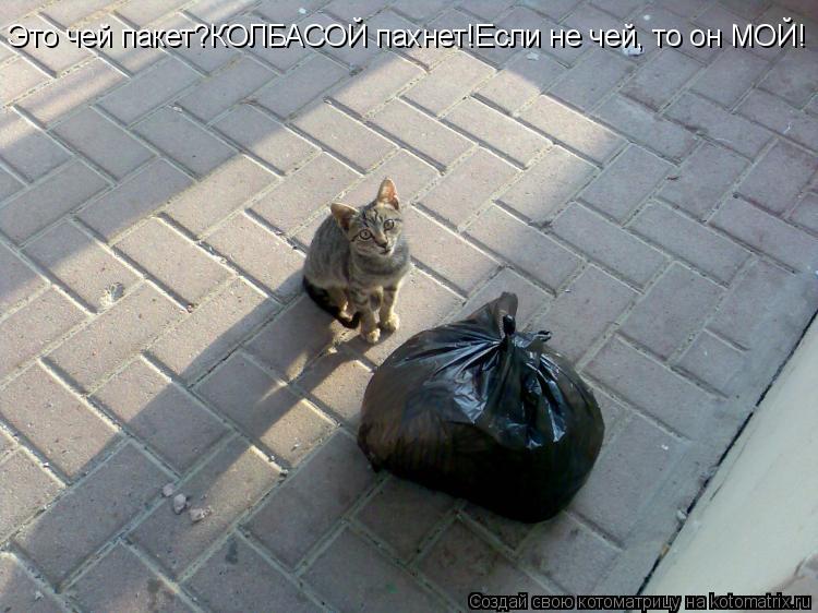 Котоматрица: Это чей пакет?КОЛБАСОЙ пахнет!Если не чей, то он МОЙ!