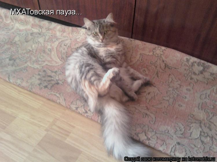 Котоматрица: МХАТовская пауза...