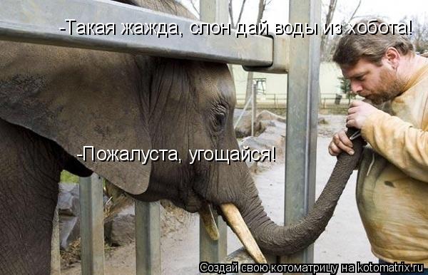 Котоматрица: -Такая жажда, слон дай воды из хобота! -Пожалуста, угощайся!