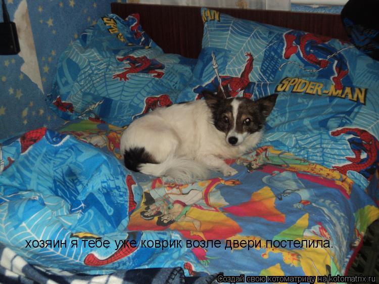 Котоматрица: хозяин я тебе уже коврик возле двери постелила.