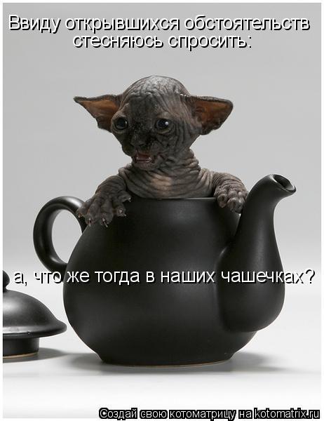 Ввиду открывшихся обстоятельств стесняюсь спросить: а, что же тогда в наших чашечках?... Котоматрица: Ввиду открывшихся обстоятельств стесняюсь спросить: а, что же тогда в наших чашечках?