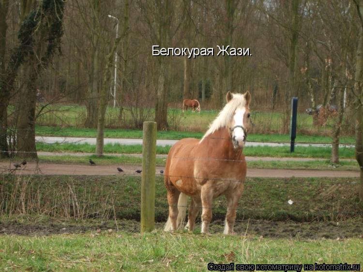 Котоматрица: Белокурая Жази.