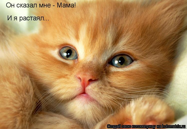 И я растаял... Он сказал мне - Мама!... Котоматрица: И я растаял... Он сказал мне - Мама!