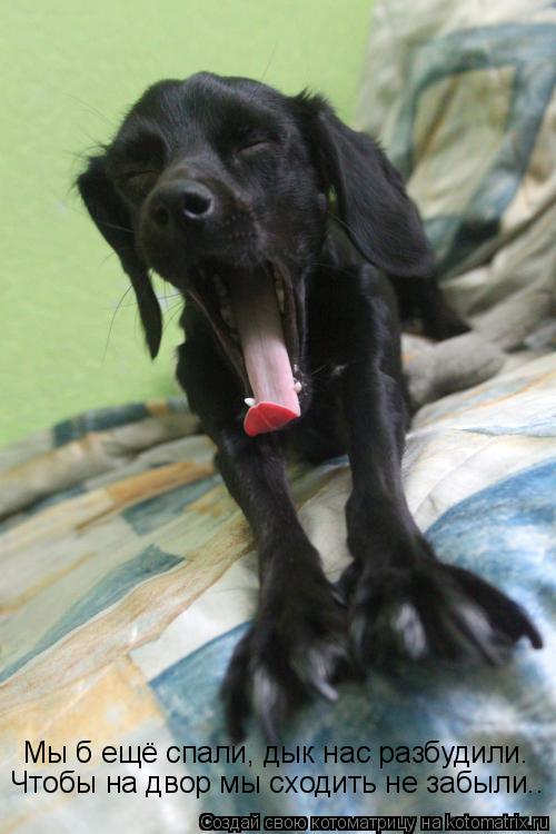 Мы б ещё спали, дык нас разбудили. Чтобы на двор мы сходить не забыли..... Котоматрица: Мы б ещё спали, дык нас разбудили. Чтобы на двор мы сходить не забыли..