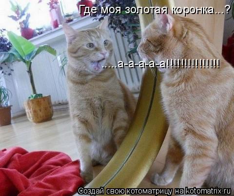 Где моя золотая коронка...? .....а-а-а-а-а!!!!!!!!!!!!!!!... Котоматрица: Где моя золотая коронка...? .....а-а-а-а-а!!!!!!!!!!!!!!!