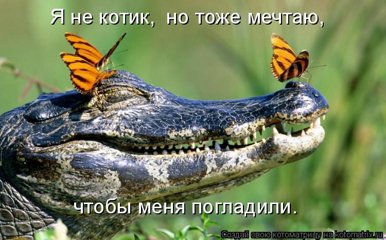 Я не котик, но тоже мечтаю, чтобы меня погладили.... Котоматрица: Я не котик, но тоже мечтаю, чтобы меня погладили.