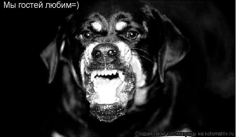 Мы гостей любим=)... Котоматрица: Мы гостей любим=)