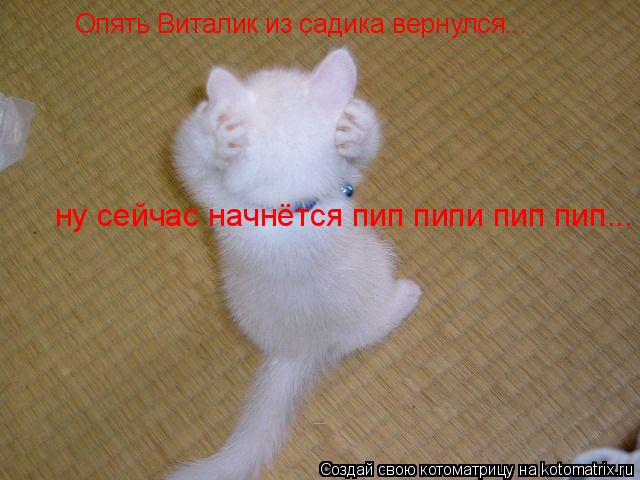 Котоматрица: Опять Виталик из садика вернулся... ну сейчас начнётся пип пипи пип пип...