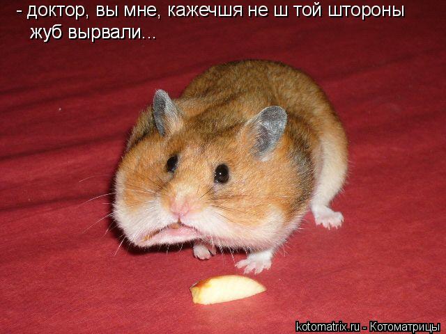 Котоматрица: - доктор, вы мне, кажечшя не ш той штороны  жуб вырвали...  жуб вырвали...