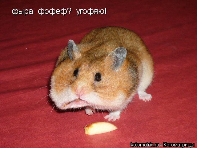 Котоматрица: фыра  фофеф?  угофяю!