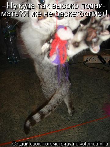 Котоматрица: --Ну куда так высоко подни- мать?Я же не баскетболист!