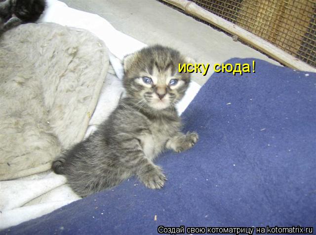 Котоматрица: иску сюда!