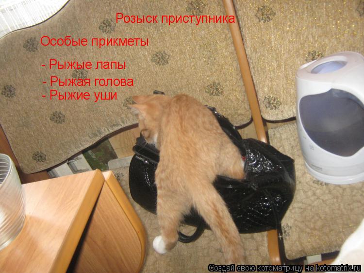 Котоматрица: Розыск приступника Особые прикметы - Рыжые лапы - Рыжая голова - Рыжие уши