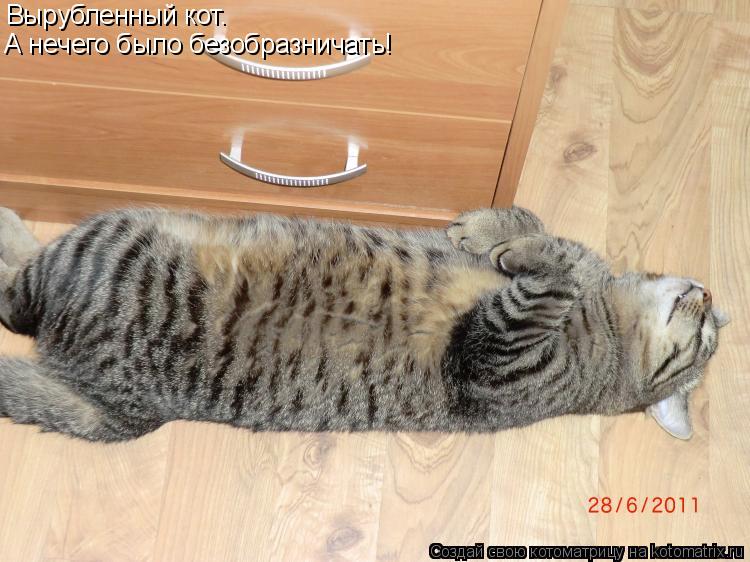 Котоматрица: Вырубленный кот. А нечего было безобразничать!