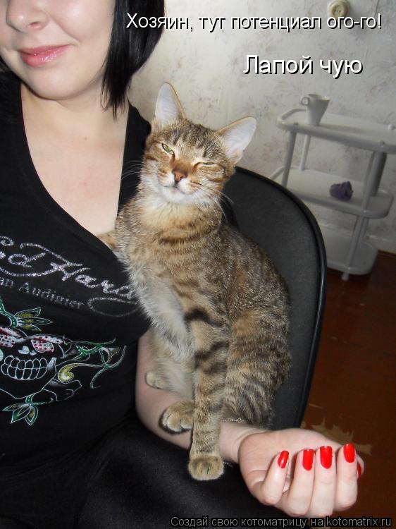 Хозяин, тут потенциал ого-го! Лапой чую... Котоматрица: Хозяин, тут потенциал ого-го! Лапой чую