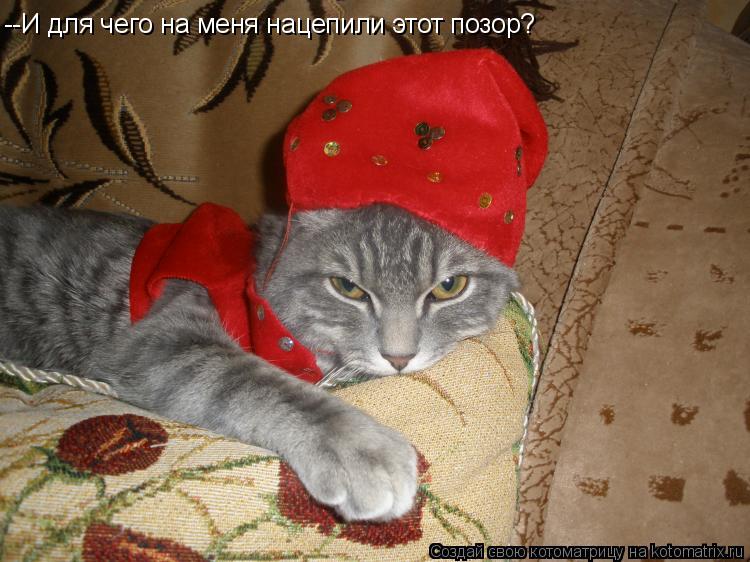 --И для чего на меня нацепили этот позор?... Котоматрица: --И для чего на меня нацепили этот позор?