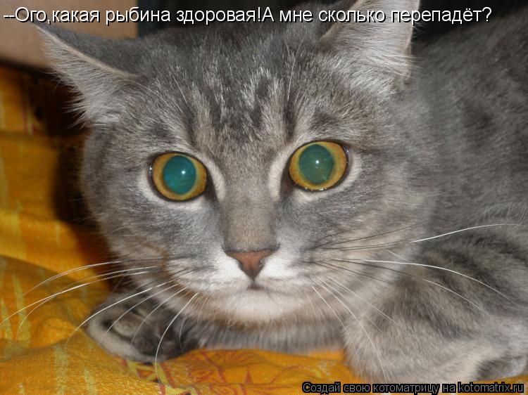 --Ого,какая рыбина здоровая!А мне сколько перепадёт?... Котоматрица: --Ого,какая рыбина здоровая!А мне сколько перепадёт?