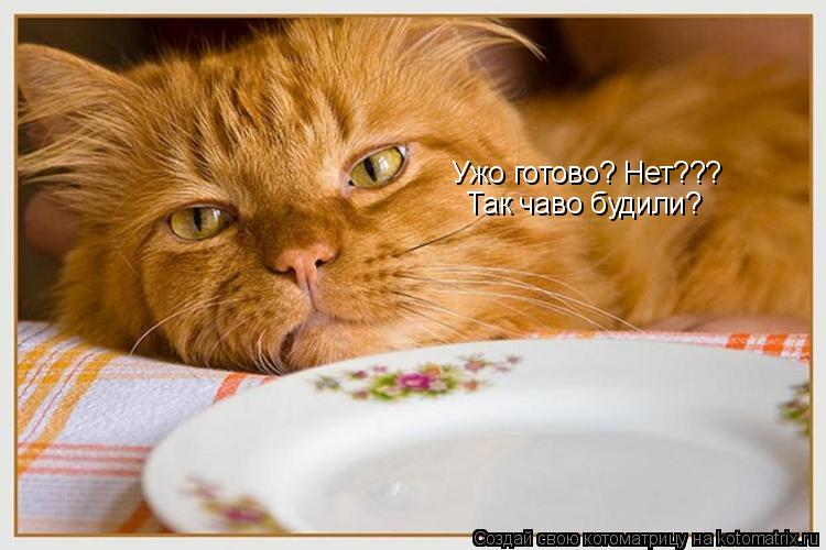 Котоматрица: Ужо готово? Нет??? Так чаво будили?