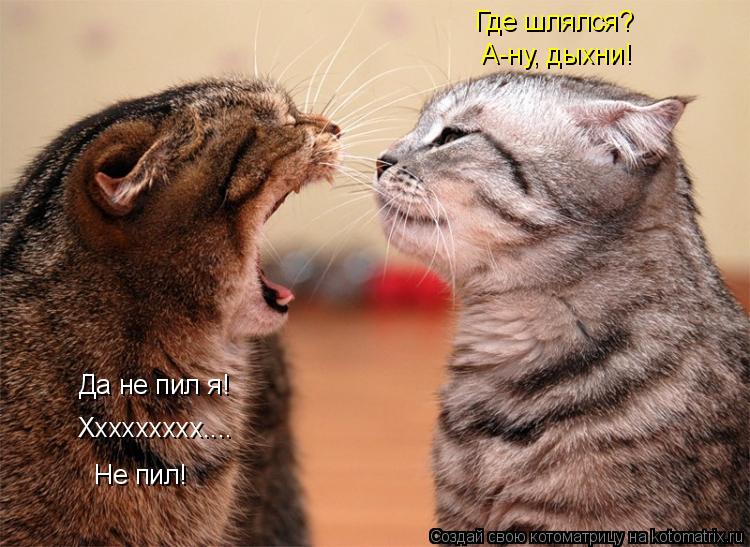 Котоматрица: Где шлялся? А-ну, дыхни! Да не пил я! Xxxxxxxxx.... Не пил!