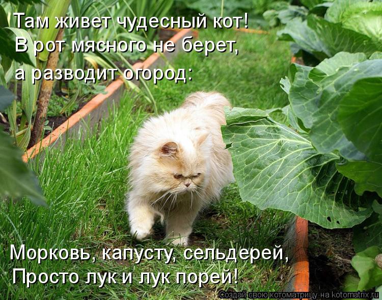 Котоматрица: Там живет чудесный кот! В рот мясного не берет, а разводит огород:  Морковь, капусту, сельдерей, Просто лук и лук порей!