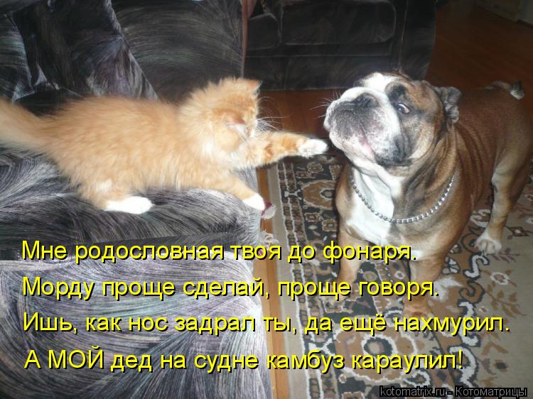 Мне родословная твоя до фонаря. Морду проще сделай, проще говоря. Ишь, как нос задрал ты, да ещё нахм... Котоматрица: Мне родословная твоя до фонаря. Морду проще сделай, проще говоря. Ишь, как нос задрал ты, да ещё нахмурил. А МОЙ дед на судне камбуз караулил!