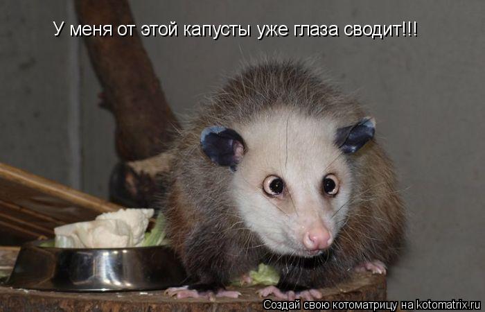 У меня от этой капусты уже глаза сводит!!!... Котоматрица: У меня от этой капусты уже глаза сводит!!!