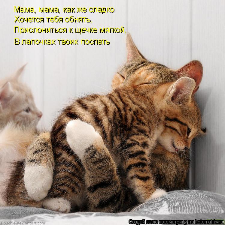 Мама, мама, как же сладко Хочется тебя обнять, Прислониться к щечке мягкой, В лапочках твоих поспать... Котоматрица: Мама, мама, как же сладко Хочется тебя обнять, Прислониться к щечке мягкой, В лапочках твоих поспать