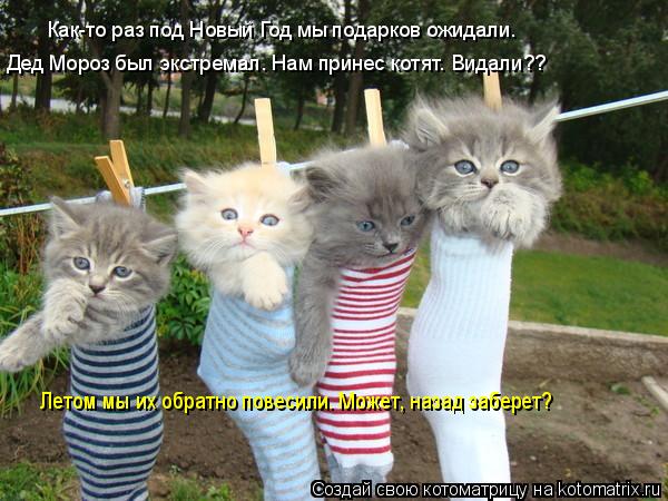 Котоматрица: Как-то раз под Новый Год мы подарков ожидали. Дед Мороз был экстремал. Нам принес котят. Видали?? Летом мы их обратно повесили. Может, назад за