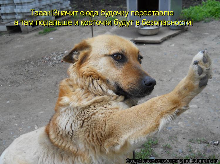 Тааак!Значит сюда будочку переставлю а там подальше и косточки будут в безопасности!... Котоматрица: Тааак!Значит сюда будочку переставлю а там подальше и косточки будут в безопасности!