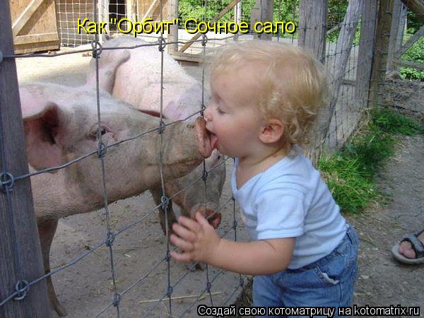 Как "Орбит" Сочное сало... Котоматрица: Как "Орбит" Сочное сало