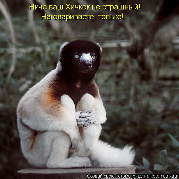 Ниче ваш Хичкок не страшный! Наговариваете только!... Котоматрица: Ниче ваш Хичкок не страшный! Наговариваете только!