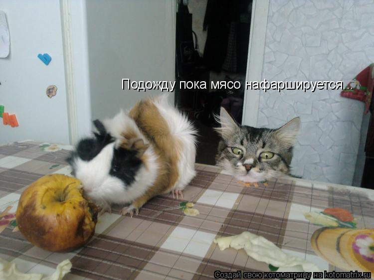 Подожду пока мясо нафаршируется...... Котоматрица: Подожду пока мясо нафаршируется...