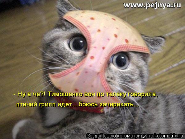- Ну а че?! Тимошенко вон по телеку говорила, птичий грипп идет....боюсь зачирикать...... Котоматрица: - Ну а че?! Тимошенко вон по телеку говорила, птичий грипп идет....боюсь зачирикать...