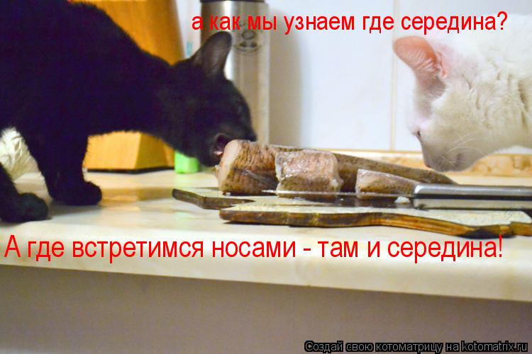 а как мы узнаем где середина? А где встретимся носами - там и середина!... Котоматрица: а как мы узнаем где середина? А где встретимся носами - там и середина!