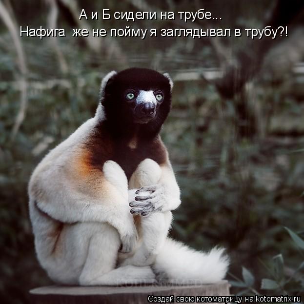 А и Б сидели на трубе... Нафига же не пойму я заглядывал в трубу?!... Котоматрица: А и Б сидели на трубе... Нафига же не пойму я заглядывал в трубу?!