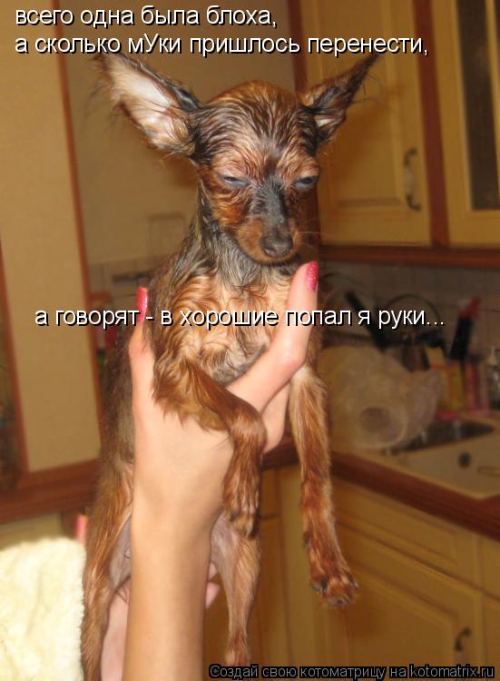 всего одна была блоха, а сколько мУки пришлось перенести, а говорят - в хорошие попал я руки...... Котоматрица: всего одна была блоха, а сколько мУки пришлось перенести, а говорят - в хорошие попал я руки...