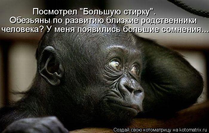 Посмотрел "Большую стирку". Обезьяны по развитию близкие родственники человека? У меня появились боль... Котоматрица: Посмотрел "Большую стирку". Обезьяны по развитию близкие родственники человека? У меня появились большие сомнения...