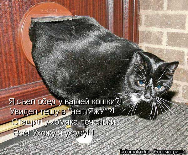 Я съел обед у вашей кошки?! Увидел тёщу в "неглЯжУ"?! Стащил у хомяка печеньки... Всё! Ухожу я,ухожу!... Котоматрица: Я съел обед у вашей кошки?! Увидел тёщу в "неглЯжУ"?! Стащил у хомяка печеньки... Всё! Ухожу я,ухожу!!!